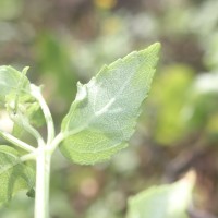 Wollastonia biflora (L.) DC.